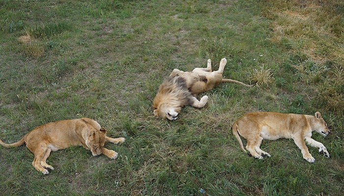 Парк львов Тайган 1